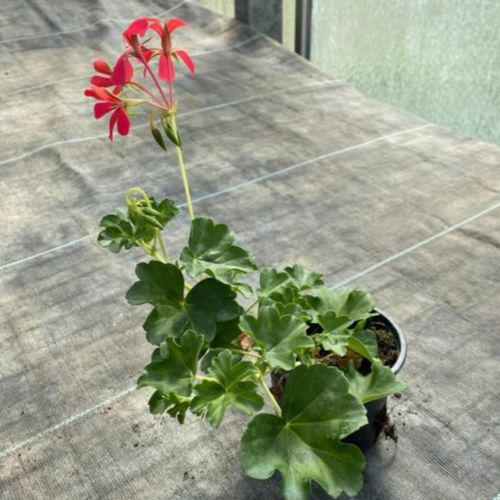 Photo de: Géranium Lierre à Fleurs Simples Rose